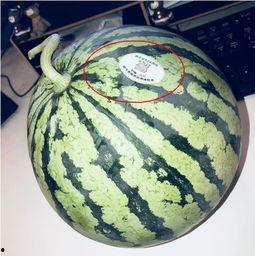 渭南网红吃瓜,揭秘网络红人的幕后故事