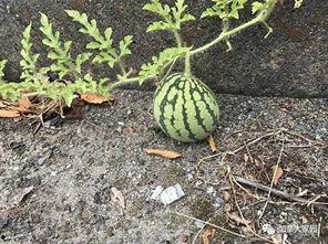 网友拍到网红吃瓜